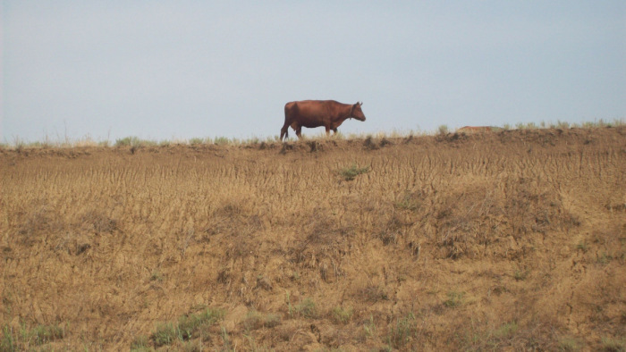 Elszökött egy fiatal tehén, Szombathely felé vehette az irányt