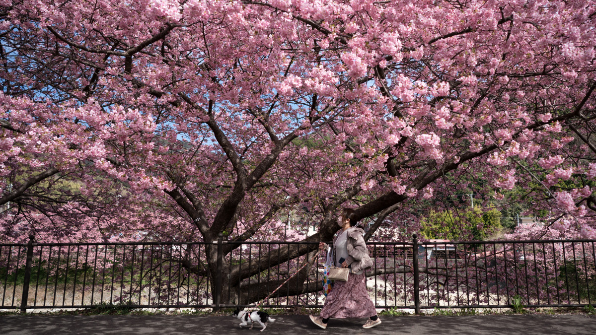 KAWAZU, JAPAN - FEBRUARY 20: A woman walks with a dog under Kawazu-zakura cherry trees in bloom on February 20, 2023 in Kawazu, Japan. In the small town on the east coast of the Izu Peninsula, a type of cherry blossom that begins to flower two months earlier than the normal type of cherry will be in full bloom at the end of February. (Photo by Tomohiro Ohsumi/Getty Images)