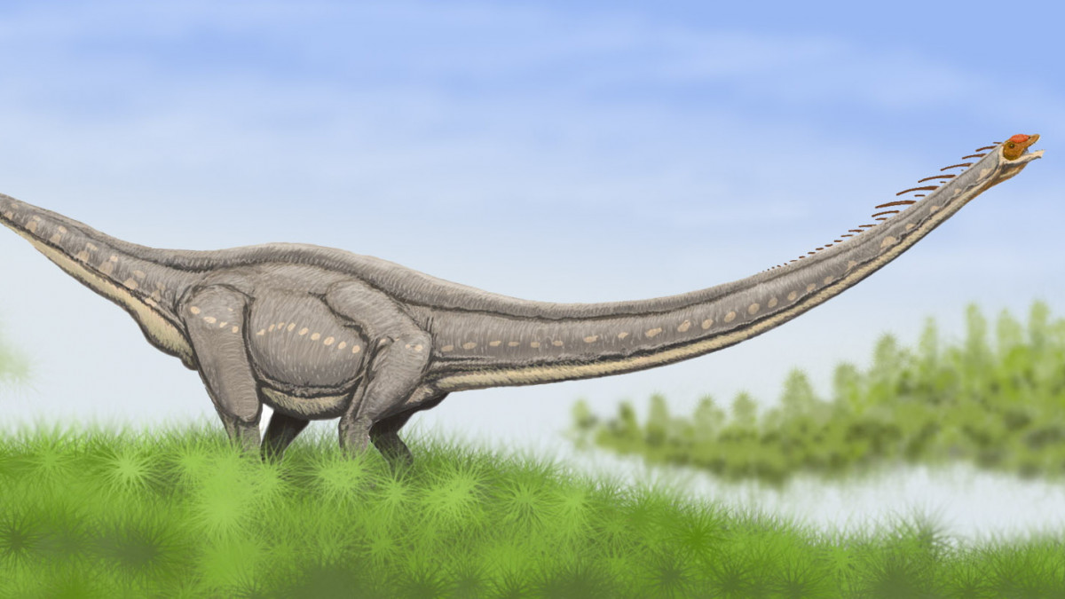 Mamenchisaurus sinocanadorum, az eddig ismert leghosszabb nyakú dinoszaurusz. Forrás: Wikipédia