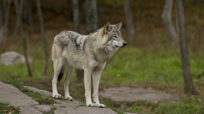 Szakértő: Magyarországon ragadhat a Svájcból hozzánk kóborló farkas