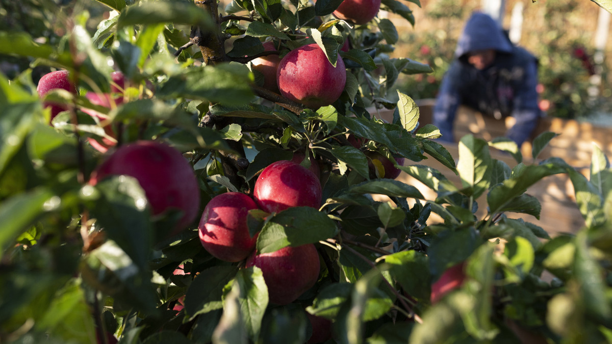 Apáti Ferenc: bajban az almatermesztés, az ültetvények fele eltűnhet a következő öt évben