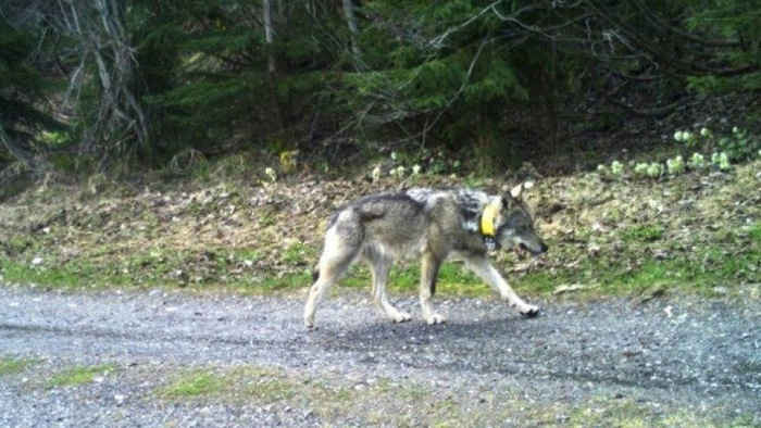 Kilőtt svájci farkas: megszólalt az ORFK