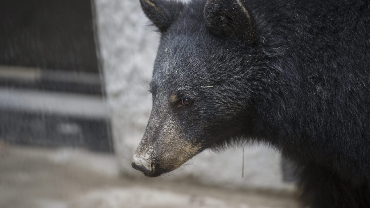 Egy fekete medve (Ursus americanus) a Szegedi Vadasparkban 2014. október 5-én. A parkba a családjával érkező Botka László Szeged polgármestere örökbe fogadott két medvét, megtekintette az új medveházat, valamint bejárta a készülő kalandparkot.