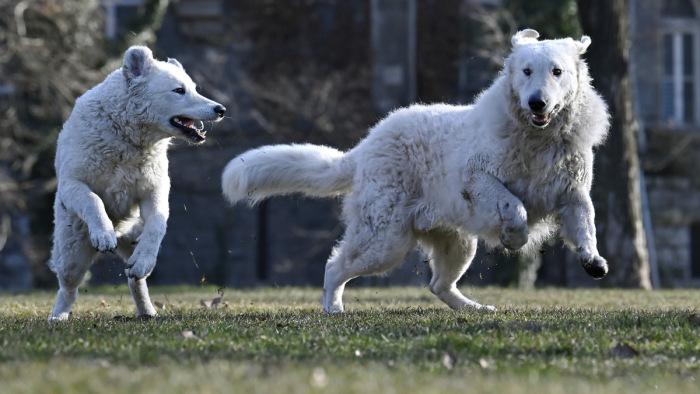 Sikerült feltérképezni a magyar kutyafajták egyedi géntérképét