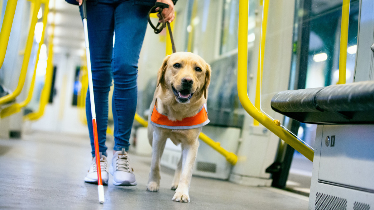 seeing eye dog leads a blind person through the train compartment