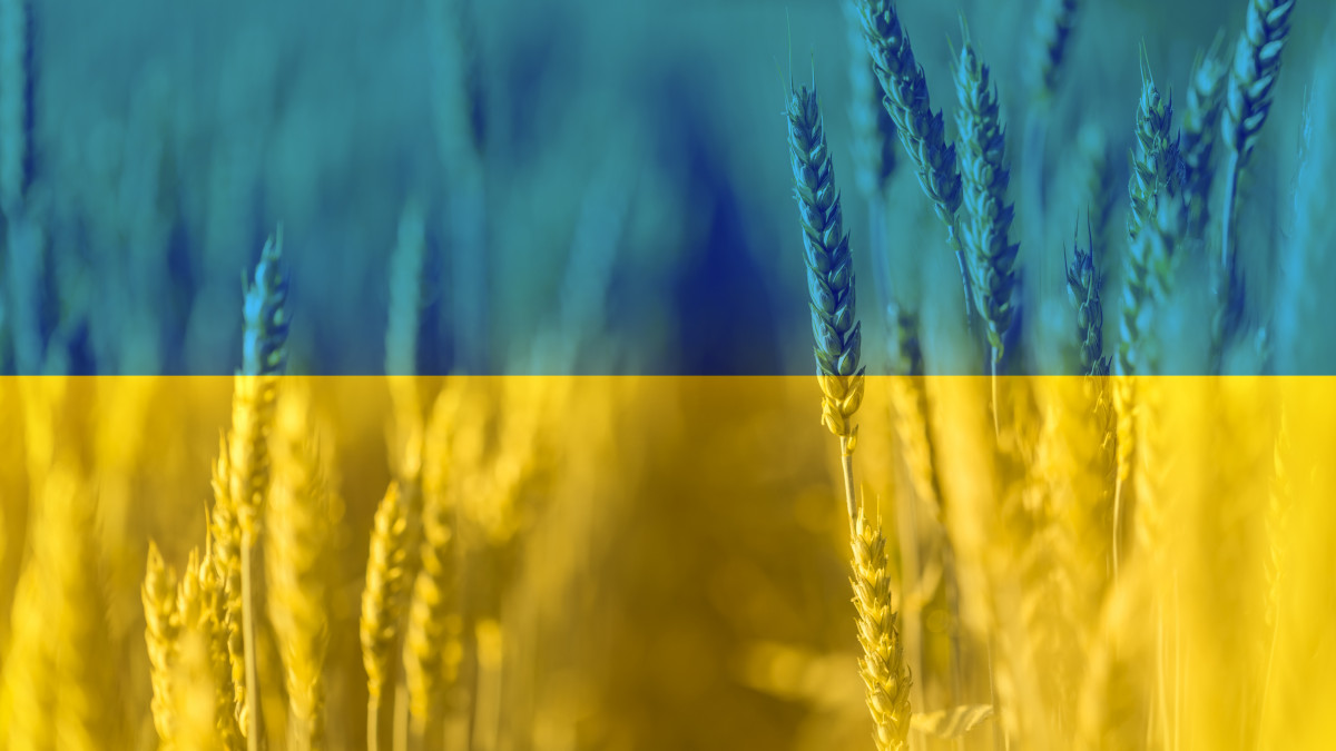 Ukrán gabona. Anton Petrus/Getty Images