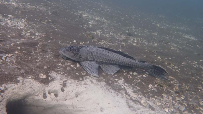 Ijesztő csontpajzsos halra bukkantak a Hévízi-tóban