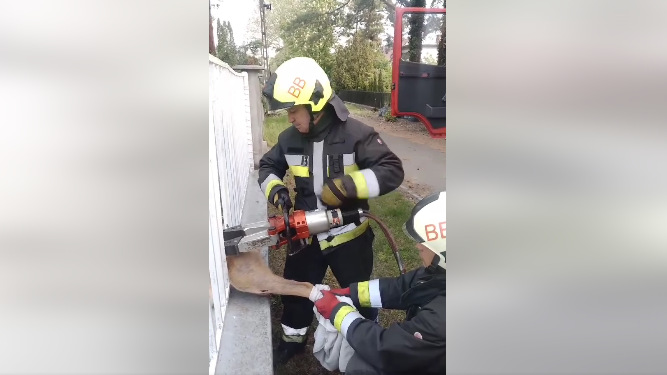 Kerítésrács közé szorult állathoz riasztották a tűzoltókat – videó
