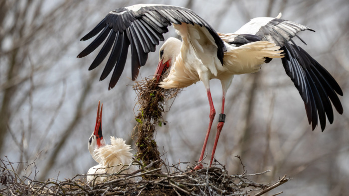 Különleges központ nyílt a gólyák kedvenc magyar falujában