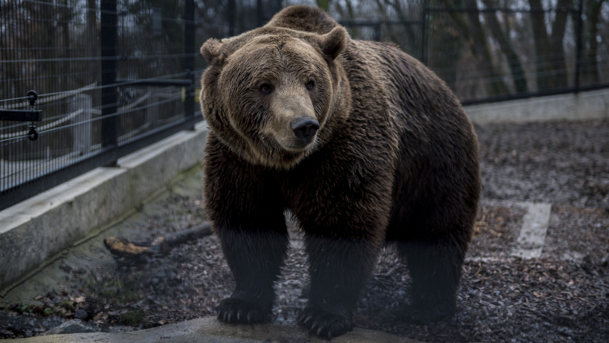 A pécsi állatkert Nyikoláj nevű hétéves barna medvéje (Ursus arctos) 2018. február 2-án. A néphiedelem szerint, ha a medve ezen a napon kijön a barlangjából és nem látja az árnyékát, akkor nem lesz hosszú a tél.