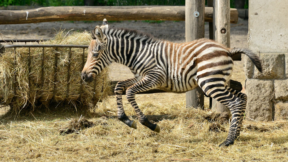 Zebracsikó született a budapesti állatkertben. Forrás: Hanga Zoltán_Budapest Zoo