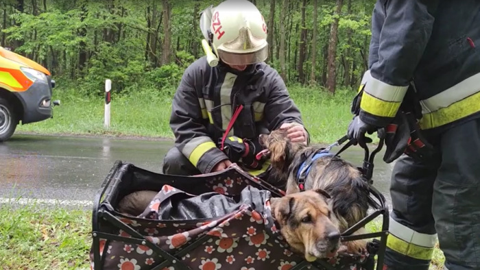 Halálra rémült kutyákat nyugtattak a tűzoltók a baleset után - videó