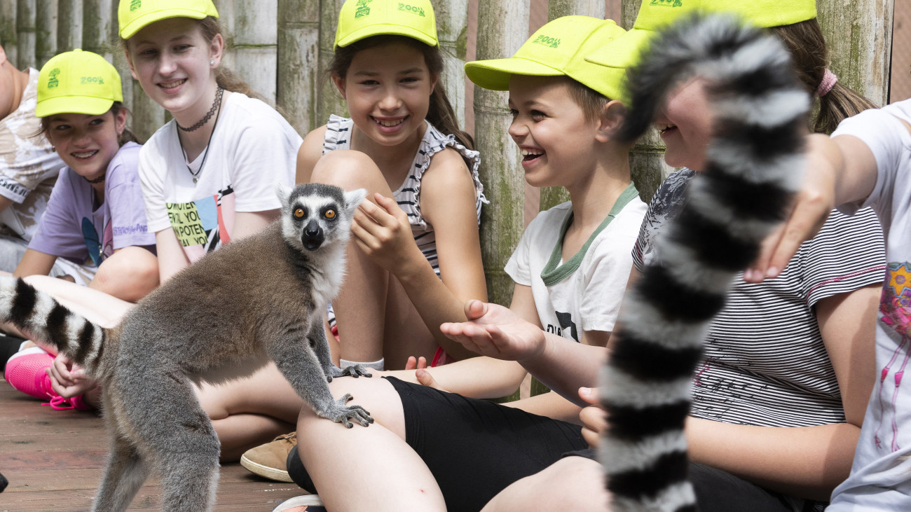 Táborozó gyerekek gyűrűsfarkú makikat (Lemur catta) etetnek a Nyíregyházi Állatpark nyári táborában, a Zoosuliban 2021. június 22-én. Az állatkerti napközis táborban négy héten át, heti turnusonként száz-száz gyermek szerezhet új ismereteket.MTI/Balázs Attila