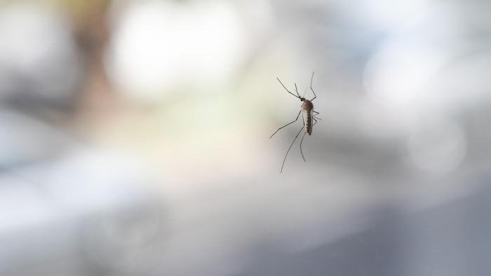 Egyre terjed egy szúnyogok által hordozott, lázzal járó, akár halálos vírus Európában