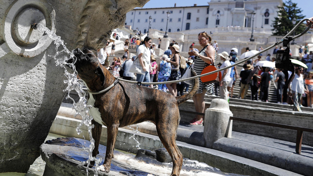 A római Navona tér szökőkútjának vizéből iszik egy kutya 2019. július 24-én. Az olasz fővárosban 36 Celsius-fok feletti hőmérséklettel számolnak a meteorológusok.