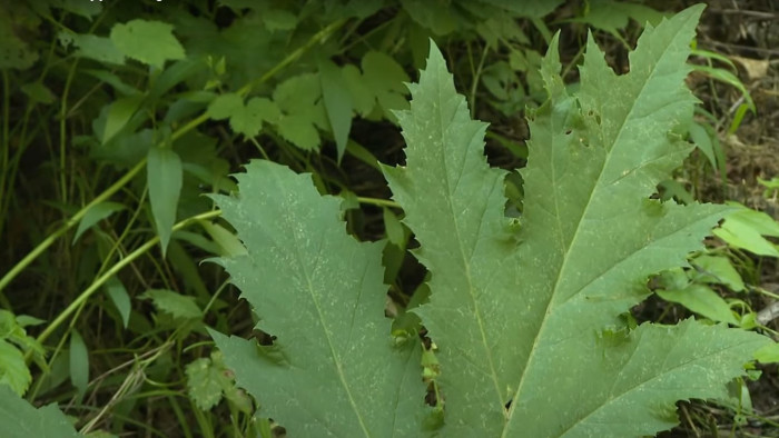 Felbukkant itthon egy veszélyes növény, azonnal éget – videó