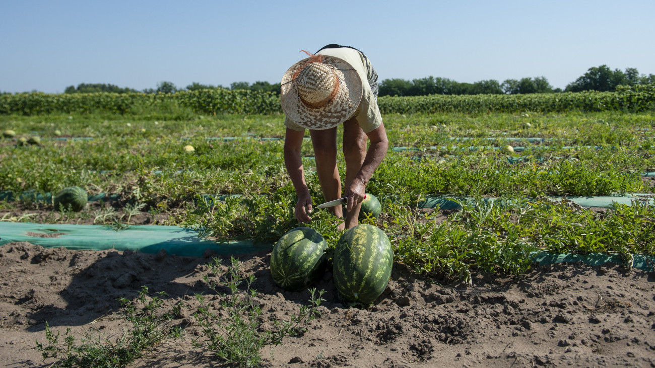 Egy nő görögdinnyét szed Mák Zsolt dinnyeföldjén Csány közelében.MTI/Komka Péter