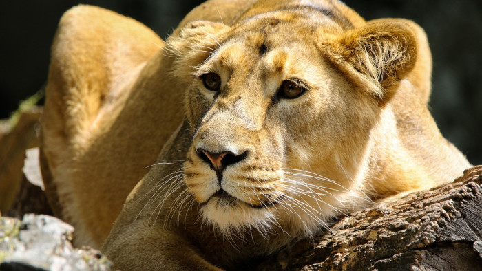 Lelőttek egy oroszlánt Dél-Koreában, miután kiszabadult ketrecéből