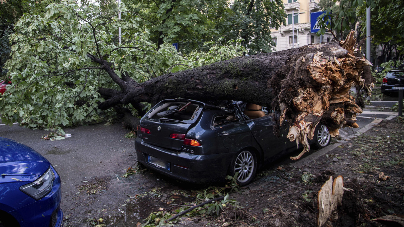 Parkoló autóra zuhant fatörzs zárja el az utat Milánóban 2023. július 25-én, miután reggelre virradóan viharos széllökésekkel kísért felhőszakadás vonult végig Olaszország északi térségén.