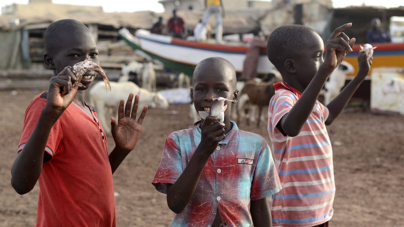 Guet Ndar, 2014. június 25.A 2014. július 8-án elérhetővé vált képen fiúk mutatják a szenegáli halászfalu, Guet Ndar kikötőjében fogott halukat 2014. június 25-én. (MTI/EPA/Helmut Fohringer)