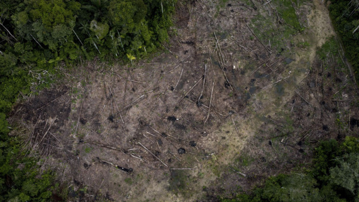 Négy év után végre biztató adatok érkeztek az Amazonas vidékéről