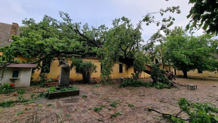 130 éves fát végzett ki a vihar, mutatjuk a megrázó képeket