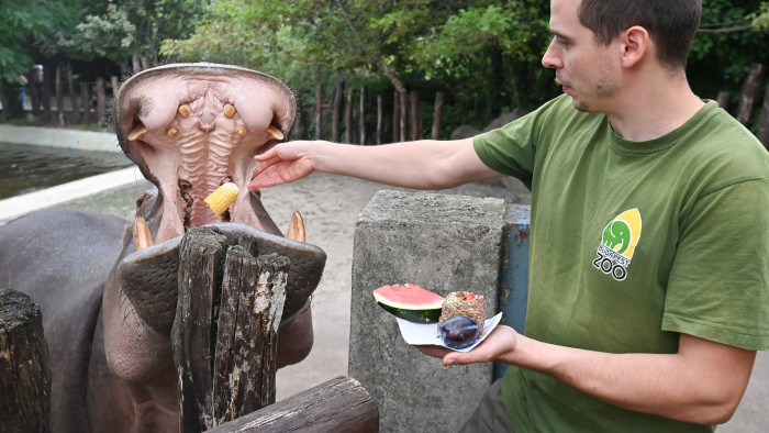 Különleges születésnapi tortát kaptak a budapesti állatkert lakói – képek