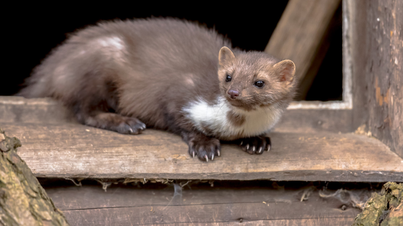 Beech Marten (Martes foina) also known as Stone Marten or House marten. resting and relaxing in window sill of barn