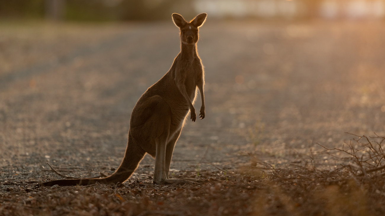 Western Grey kangaroo standing in the middle of the road at dawn.