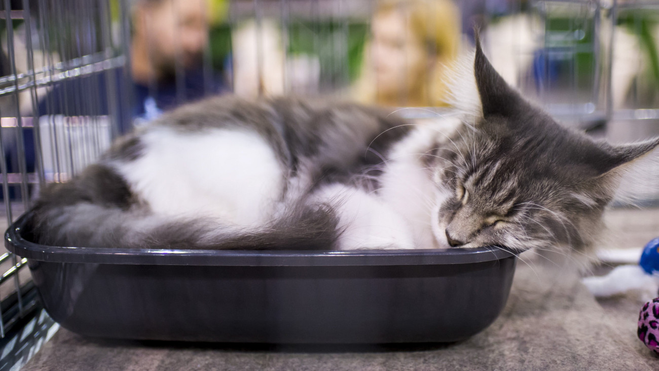 Maine Coon macska a HungaroCat egyesület nemzetközi macskakiállításán Egerben 2017. szeptember 24-én.