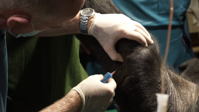 Élenjáró őssejtterápián van túl a budapesti állatkert idős gorillája – képek