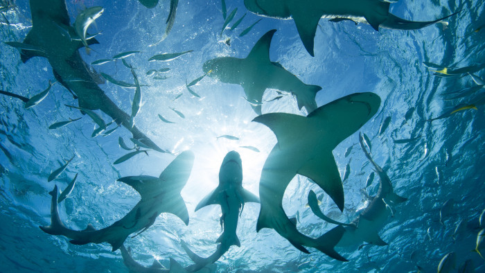 Rejtély, miért gyűlnek össze a nőstény cápák minden évben ugyanazon a helyen