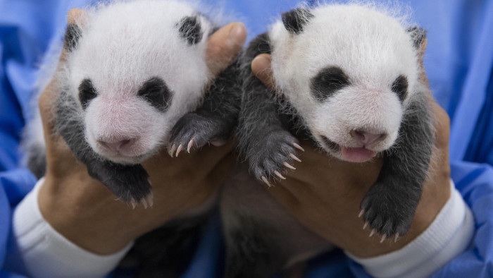 Döbbentes dolgot állapítottak meg az albínó pandáról