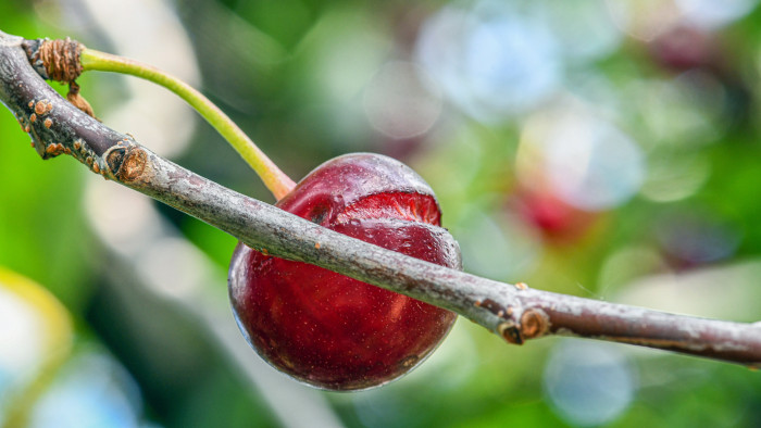 Rossz hírek érkeztek két népszerű gyümölcsről