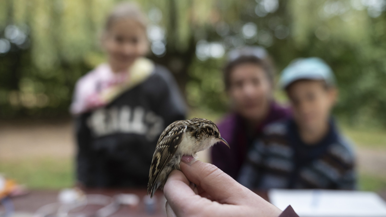 Molnár Márton, a Bükki Nemzeti Park Igazgatóság természetvédelmi területfelügyelője egy hegyi fakuszt mutat az Európai Madármegfigyelő napok alkalmából szervezett madárgyűrűző bemutatón Gyöngyös Sástó településrészén 2021. október 2-án. Az akció célja, hogy az őszi madárvonulásról minél több ismeretet gyűjtsenek, valamint érdeklődőket invitáljanak a természetbe.