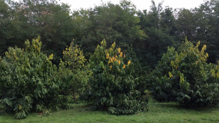 Egzotikus gyümölcsök Zalából: kivit és indián banánt termeszt egy fiatal magyar kertész