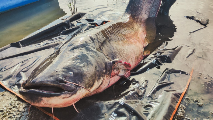 Két és fél méteres gigantikus halat fogtak Fehérvárcsurgón – videó