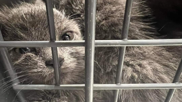 Állatkínzás a Parlamentnél – videó