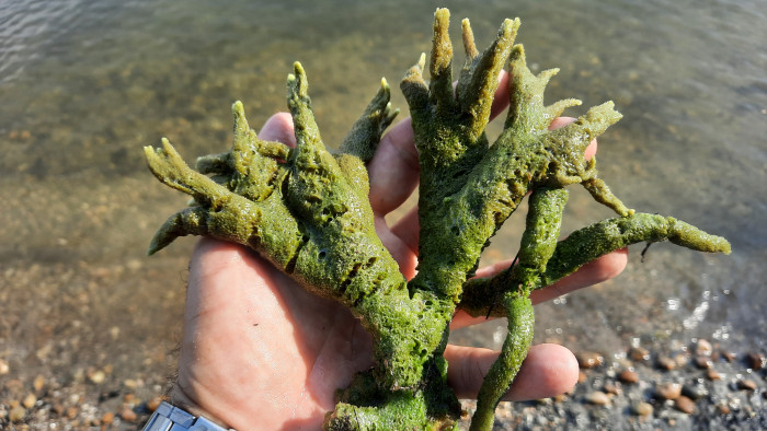 Érdekes élőlényt sodort a partra a Duna Pilismaróton