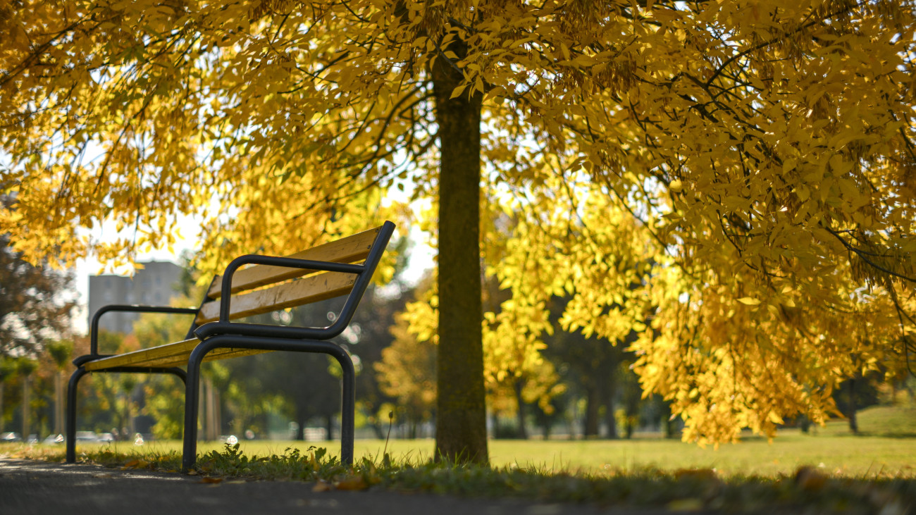 Sárguló fa és egy pad az őszi napsütésben Debrecenben 2023. október 17-én.