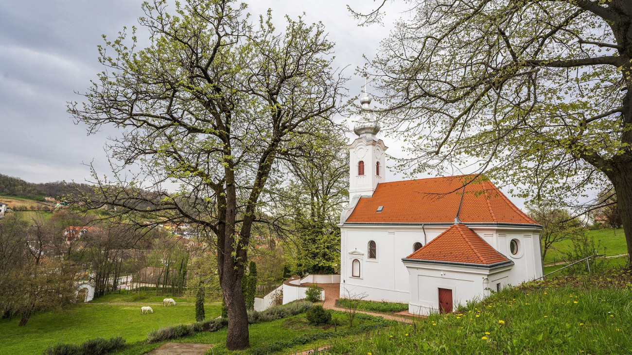 Igazi ritkaság nyerte az Év Fája címet