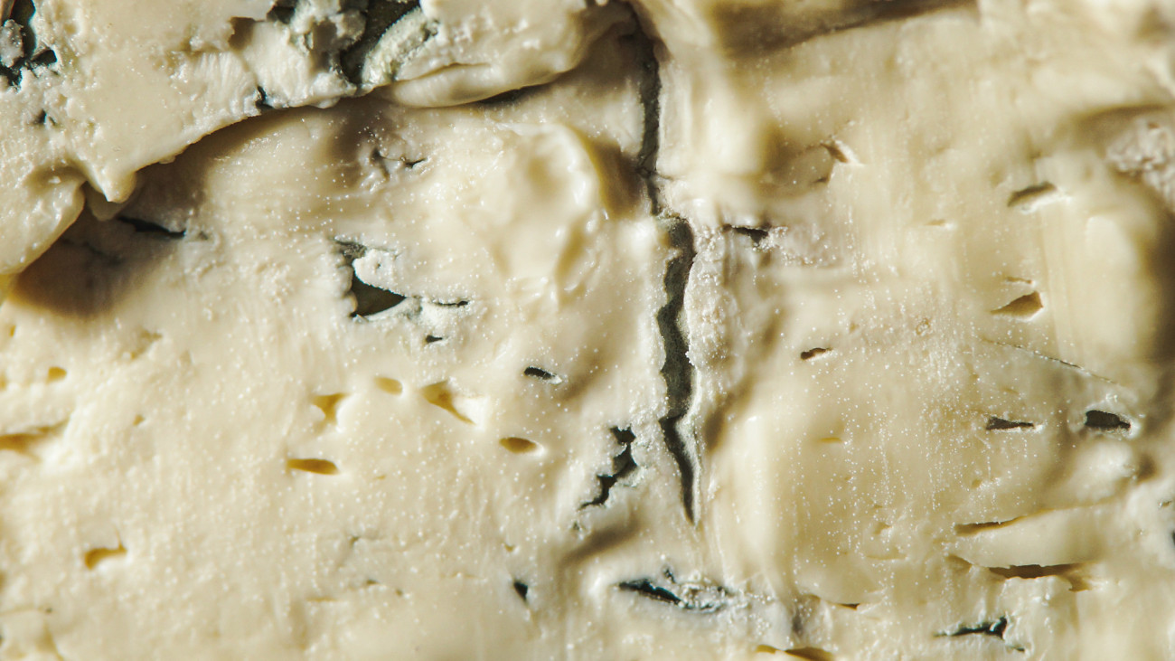 Gorgonzola cheese textur with blue mold, close up