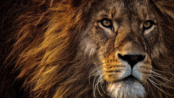 Szökött oroszlán bukkant fel a belvárosi utcán, kitört a pánik - videók