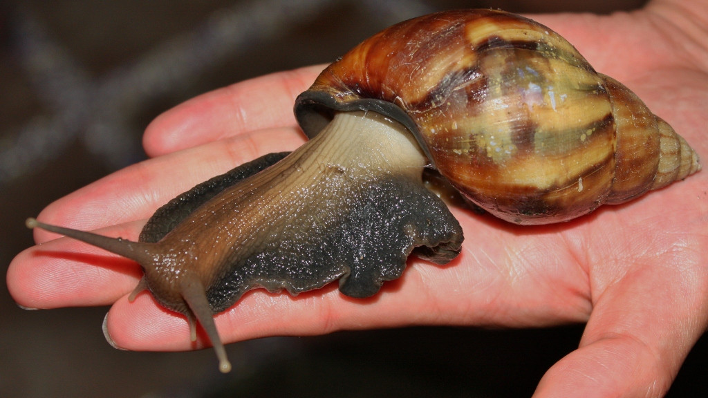 fotó: Thomas Brown - Giant African Snail (Achatina fulica) - An Invasive Species in Hong KongUploaded by mgiganteus, CC BY 2.0, https://commons.wikimedia.org/w/index.php?curid=27451421