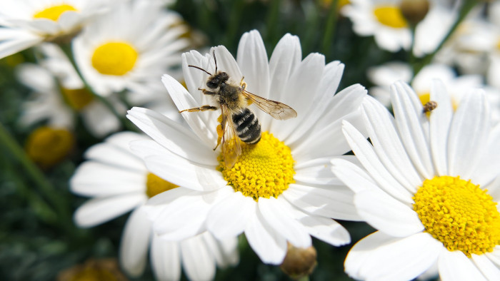Magyar kezdeményezésre jön változás az EU-ban a mézeknél