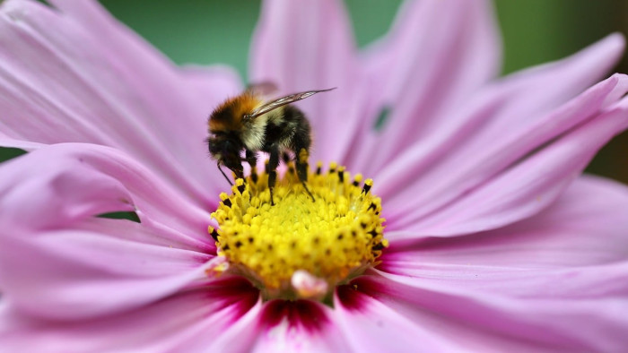 Bross Péter: jó lehet az idei méztermés, és a méhészek komoly uniós forrásra számíthatnak