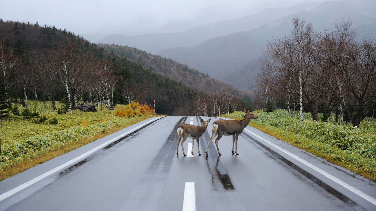 Brown Deers Walking Across the Road.