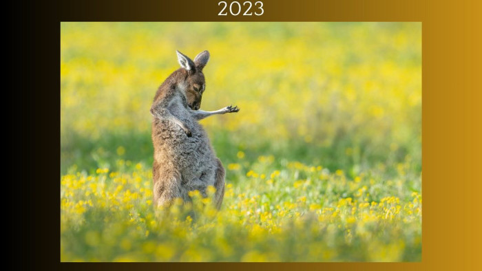 Elismerés: a léggitározó kenguru tényleg a legviccesebb idén - fotók
