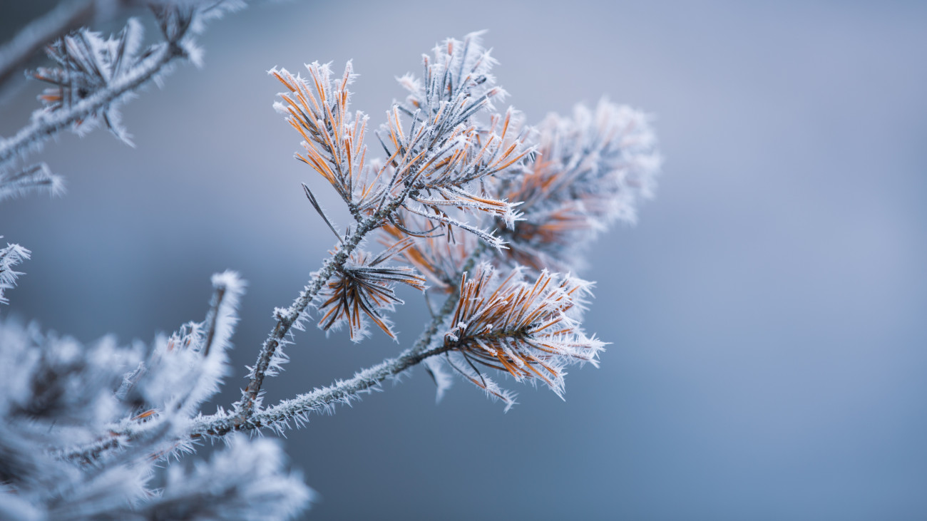 Frost and ice on pine needles. This image was taken in November 2018 (Norway).