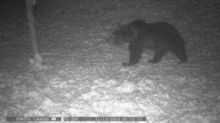 Figyelmeztetés Nógrádban: vadkamera mutatja, itt vannak a medvék